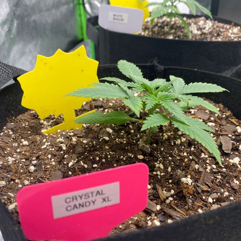 Crystal Candy XL growlog timeline photo