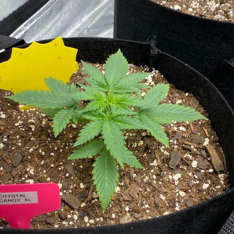 Crystal Candy XL growlog timeline photo