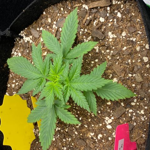 Crystal Candy XL growlog timeline photo