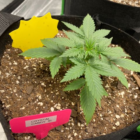 Crystal Candy XL growlog timeline photo