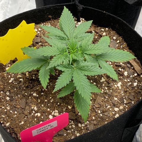 Crystal Candy XL growlog timeline photo