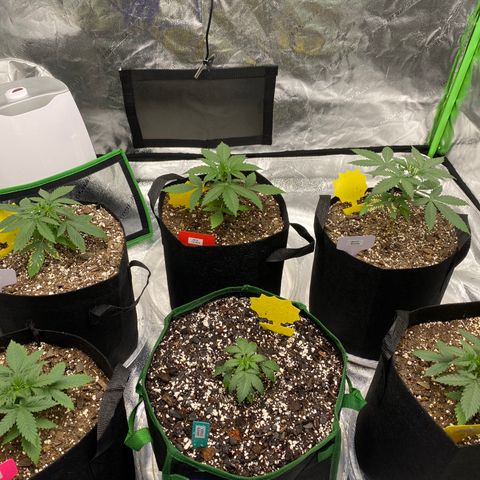 Crystal Candy XL growlog timeline photo