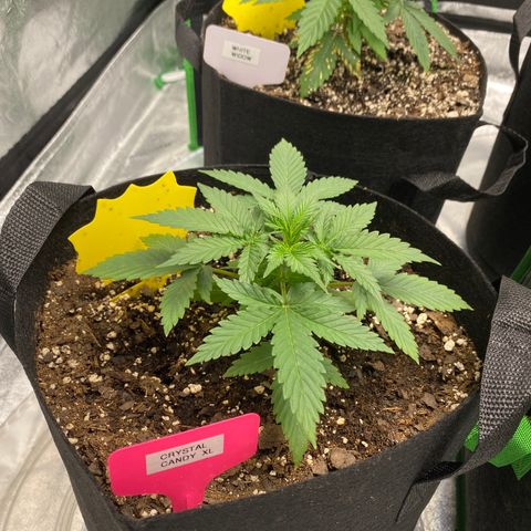 Crystal Candy XL growlog timeline photo