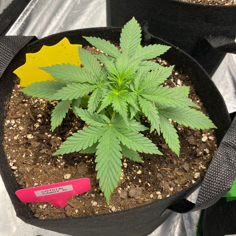 Crystal Candy XL growlog timeline photo