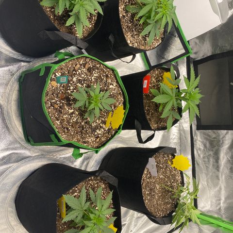 Crystal Candy XL growlog timeline photo