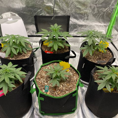 Crystal Candy XL growlog timeline photo