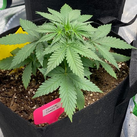 Crystal Candy XL growlog timeline photo