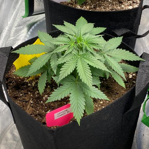 Crystal Candy XL growlog timeline photo