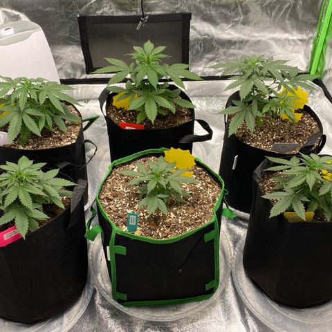 Crystal Candy XL growlog timeline photo