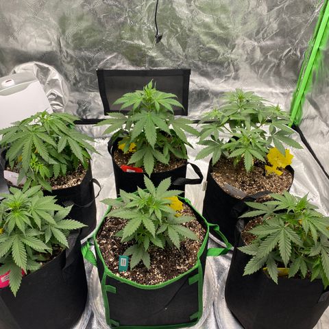 Crystal Candy XL growlog timeline photo