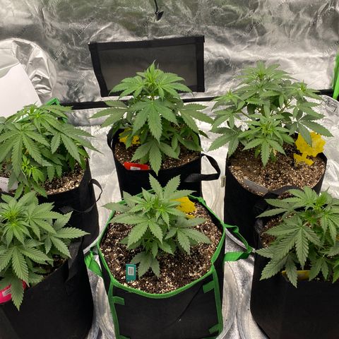 Crystal Candy XL growlog timeline photo