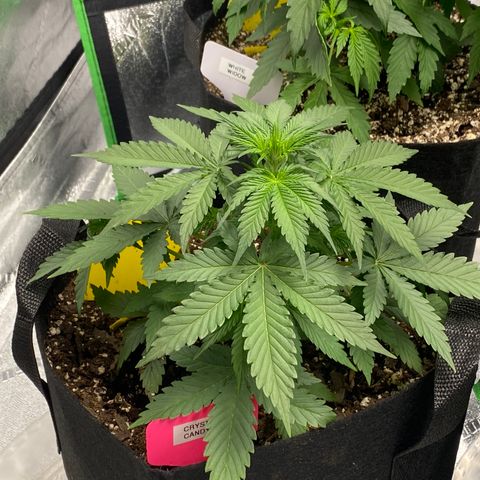 Crystal Candy XL growlog timeline photo