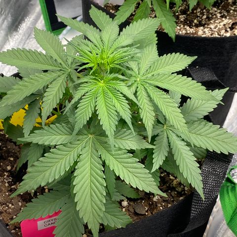 Crystal Candy XL growlog timeline photo