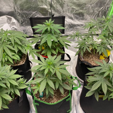 Crystal Candy XL growlog timeline photo