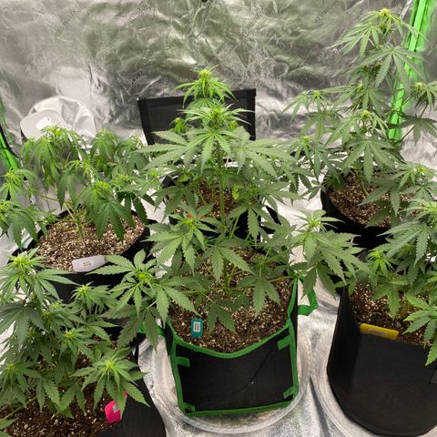 Crystal Candy XL growlog timeline photo