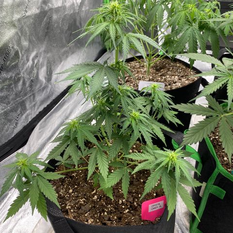 Crystal Candy XL growlog timeline photo