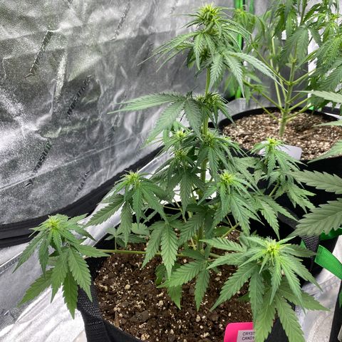 Crystal Candy XL growlog timeline photo