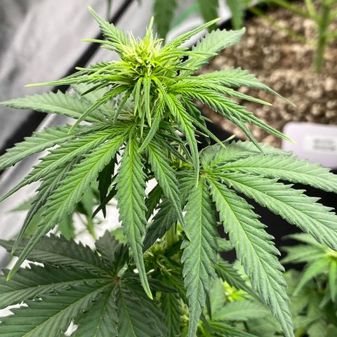 Crystal Candy XL growlog timeline photo