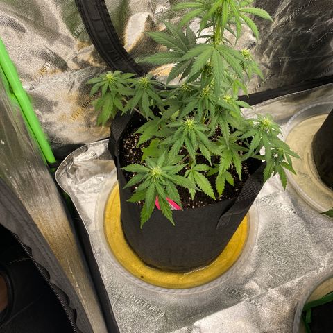 Crystal Candy XL growlog timeline photo