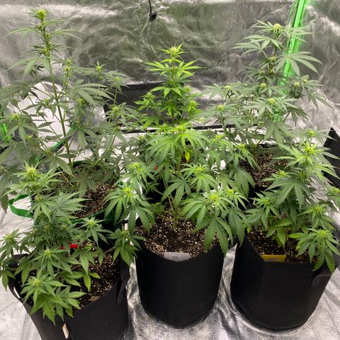 Crystal Candy XL growlog timeline photo