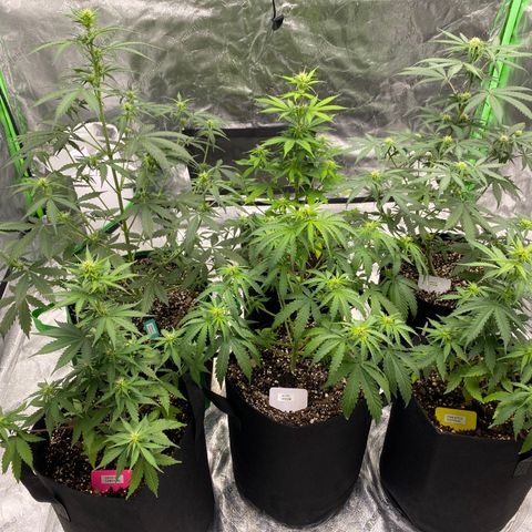 Crystal Candy XL growlog timeline photo