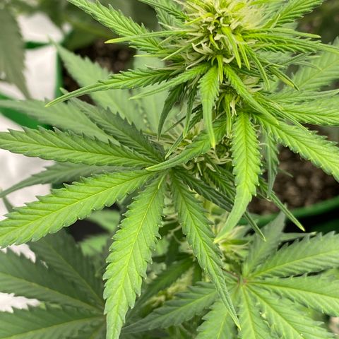 Crystal Candy XL growlog timeline photo