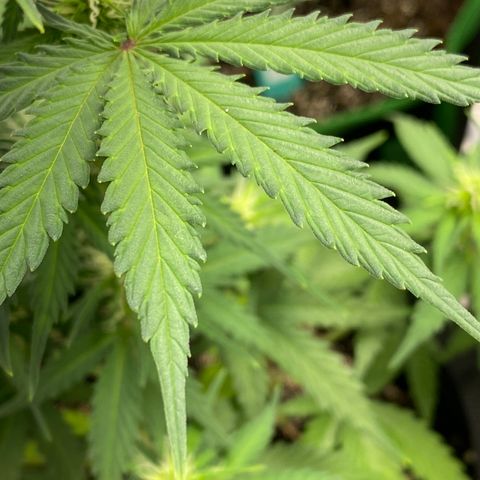 Crystal Candy XL growlog timeline photo