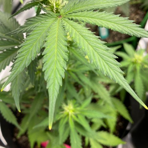 Crystal Candy XL growlog timeline photo
