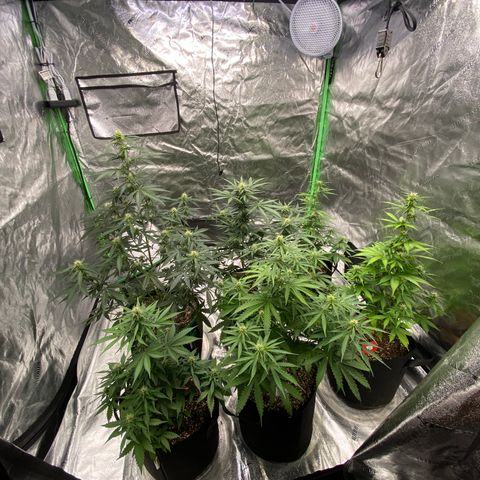 Crystal Candy XL growlog timeline photo