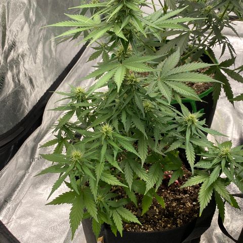 Crystal Candy XL growlog timeline photo