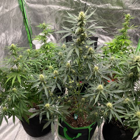 Crystal Candy XL growlog timeline photo