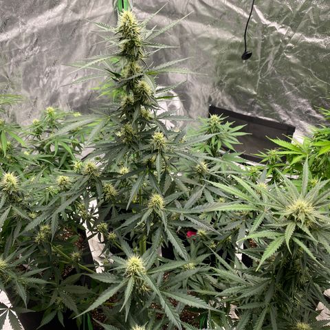 Crystal Candy XL growlog timeline photo