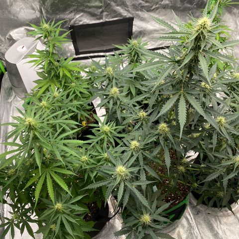 Crystal Candy XL growlog timeline photo
