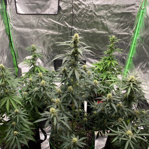 Crystal Candy XL growlog timeline photo