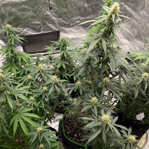 Crystal Candy XL growlog timeline photo