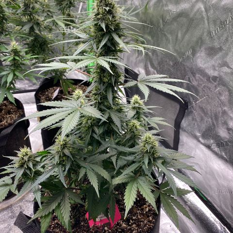 Crystal Candy XL growlog timeline photo