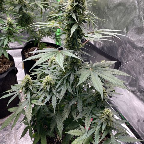 Crystal Candy XL growlog timeline photo