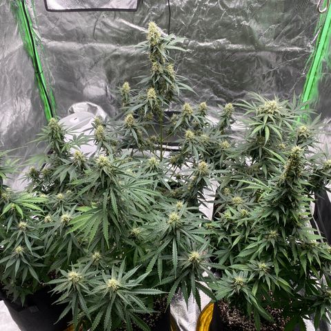 Crystal Candy XL growlog timeline photo