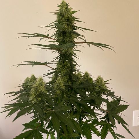 Crystal Candy XL growlog timeline photo