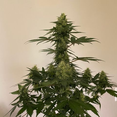 Crystal Candy XL growlog timeline photo