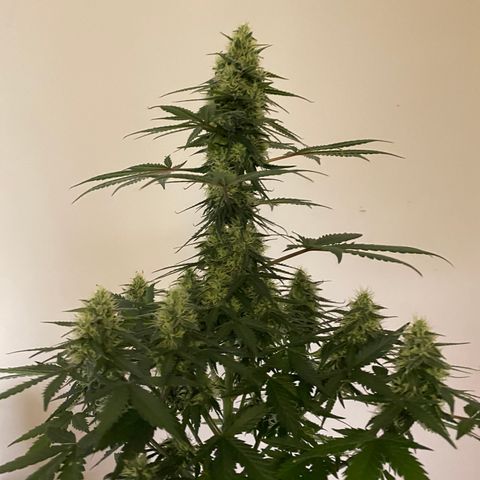 Crystal Candy XL growlog timeline photo