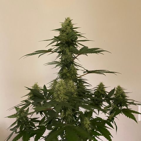 Crystal Candy XL growlog timeline photo