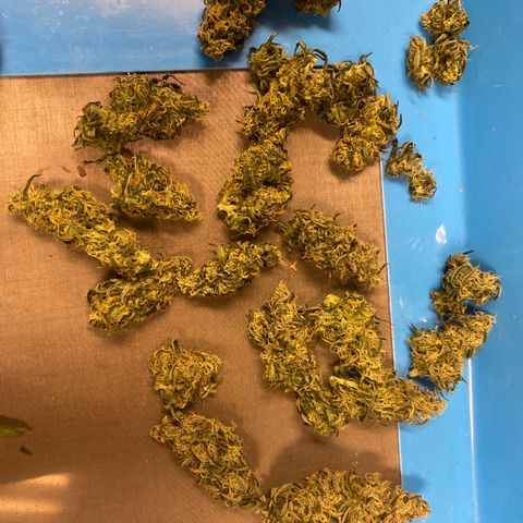 Crystal Candy XL growlog timeline photo
