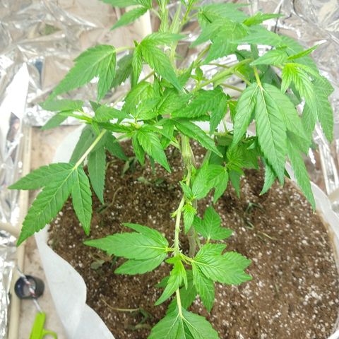 Sweet Zkittlez - RQS growlog timeline photo