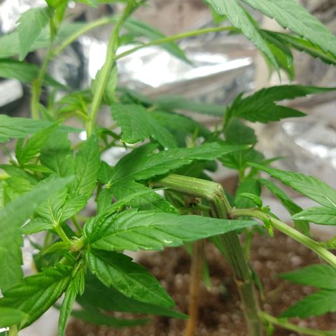 Sweet Zkittlez - RQS growlog timeline photo