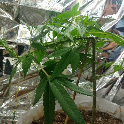 Sweet Zkittlez - RQS growlog timeline photo