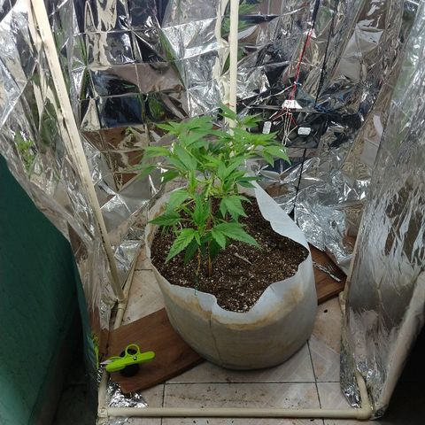 Sweet Zkittlez - RQS growlog timeline photo