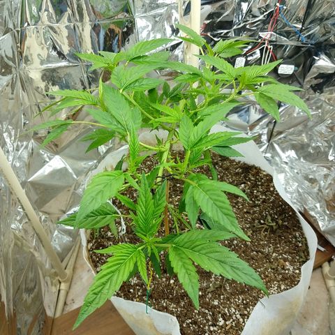 Sweet Zkittlez - RQS growlog timeline photo