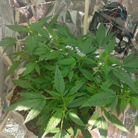 Sweet Zkittlez - RQS growlog timeline photo