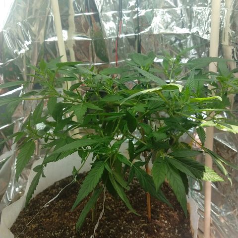 Sweet Zkittlez - RQS growlog timeline photo